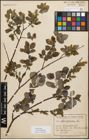 Foto von Salix myrsinifolia Salisb.
